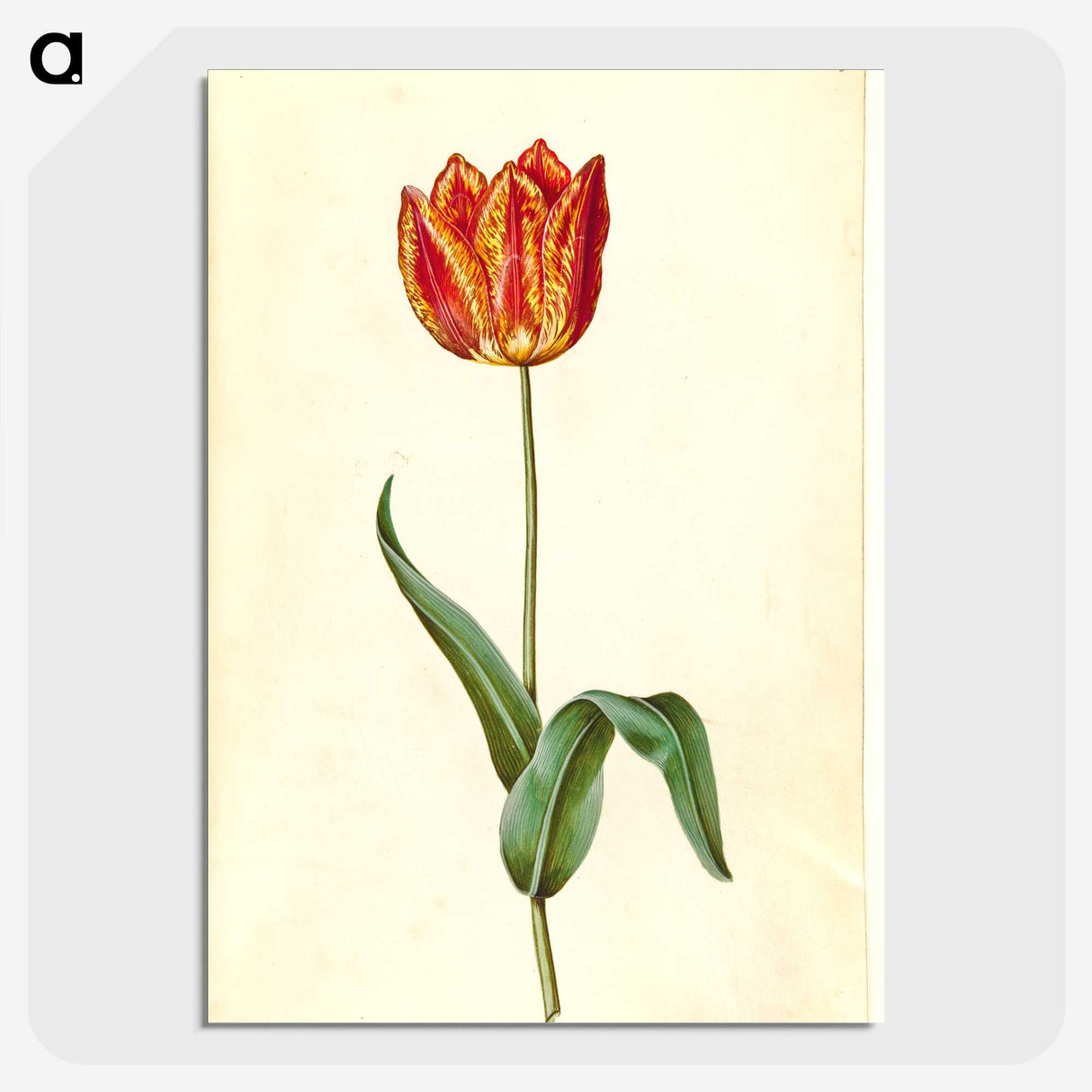 3-50_Maria-Sibylla-Merian_picture-crop