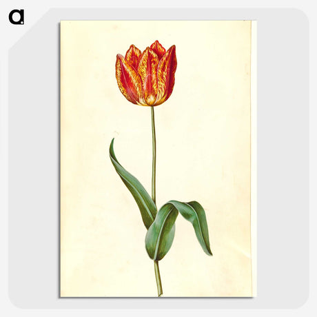 3-50_Maria-Sibylla-Merian_picture-crop