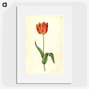3-50_Maria-Sibylla-Merian_picture