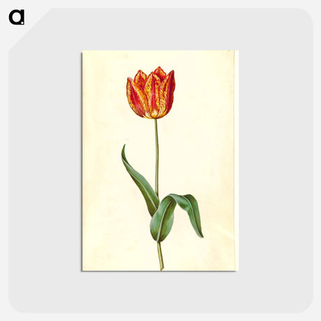アートポストカード-Tulipa gesneriana
 - マリア ジビーラ メーリアン Postcard.