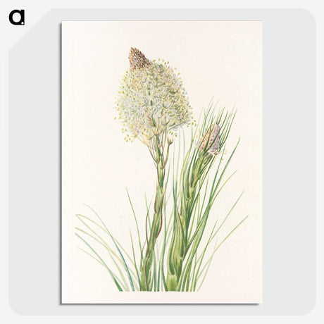 3-50_Mary-Vaux-Walcott_picture-crop