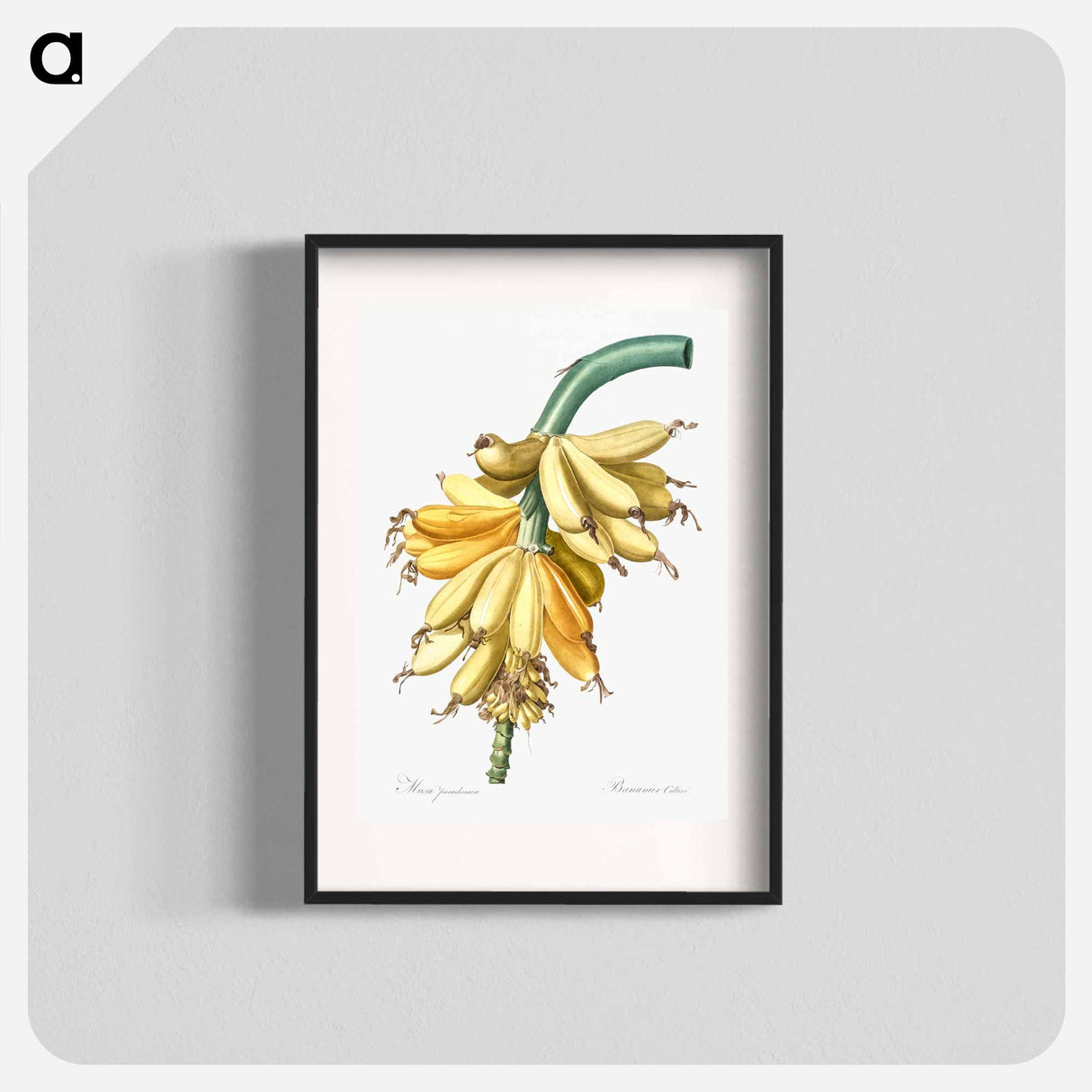 Banana illustration from Les liliacées - Pierre-Joseph Redouté Poster.