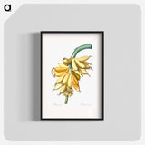 Banana illustration from Les liliacées - Pierre-Joseph Redouté Poster.