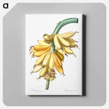アートパネル-Banana illustration from Les liliacées - ピエール ジョゼフ ルドゥーテ Canvas.