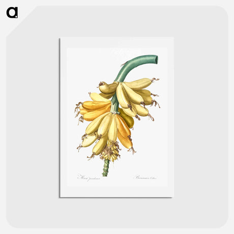 アートポストカード-Banana illustration from Les liliacées - ピエール ジョゼフ ルドゥーテ Postcard.