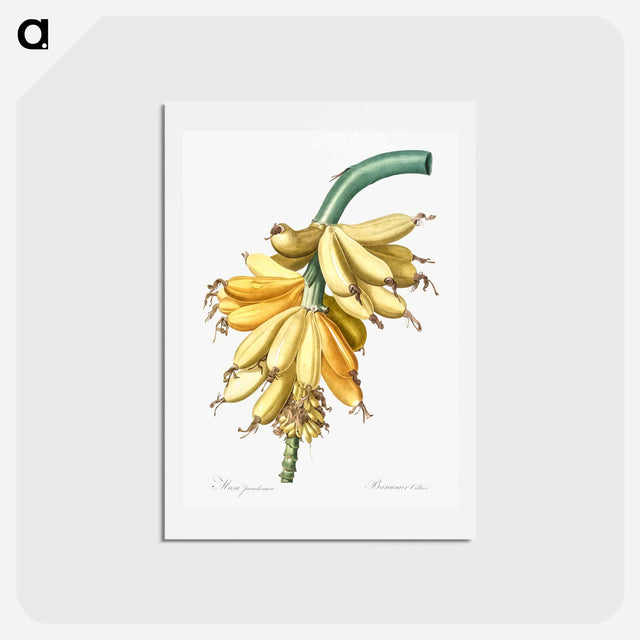 アートポストカード-Banana illustration from Les liliacées - ピエール ジョゼフ ルドゥーテ Postcard.