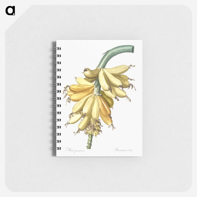 3-50_Pierre-Joseph-Redoute_memo