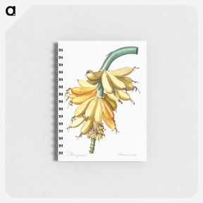 アートメモ帳-Banana illustration from Les liliacées - ピエール ジョゼフ ルドゥーテ Memo.