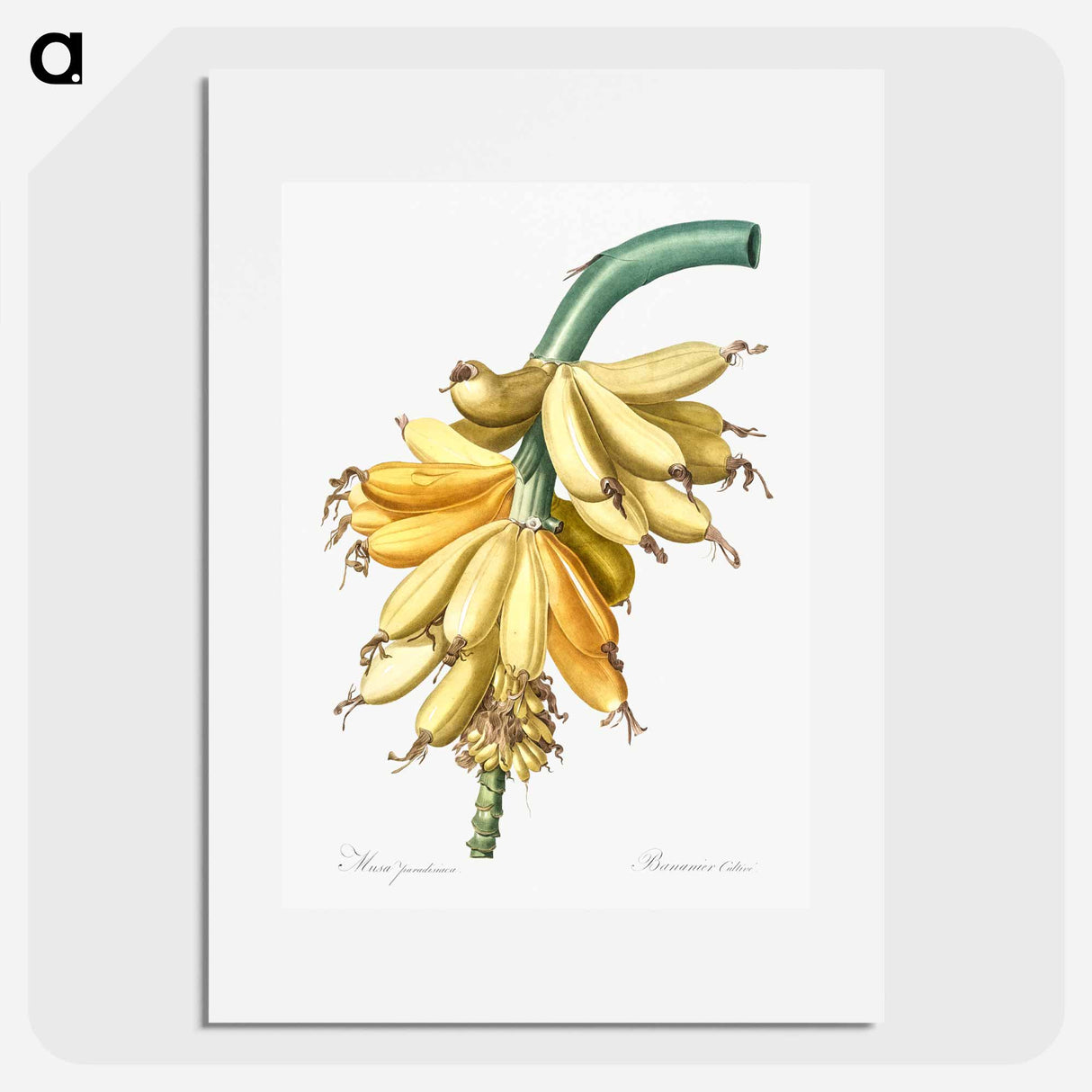 Banana illustration from Les liliacées - Pierre-Joseph Redouté Poster.
