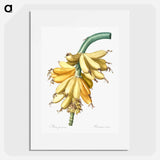 Banana illustration from Les liliacées - Pierre-Joseph Redouté Poster.