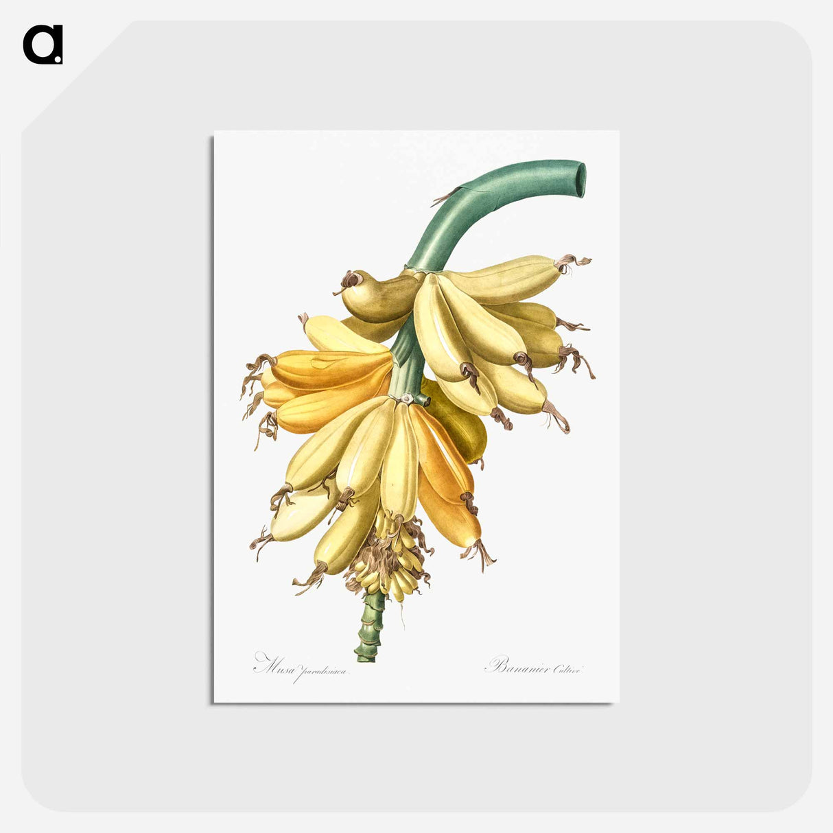 アートポストカード-Banana illustration from Les liliacées - ピエール ジョゼフ ルドゥーテ Postcard.