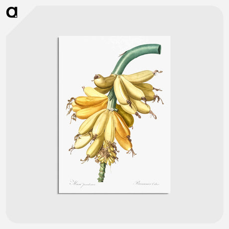 アートポストカード-Banana illustration from Les liliacées - ピエール ジョゼフ ルドゥーテ Postcard.