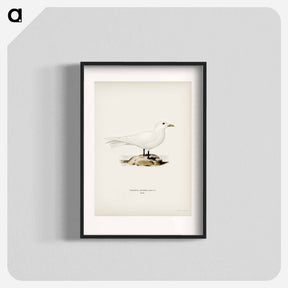 アートポスター-Ivory Gull
 - スヴェンスカ フォグラル Poster.