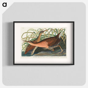 アートポスター-Fresh Water Marsh Hen from Birds of America
 - アメリカの鳥たち Poster.
