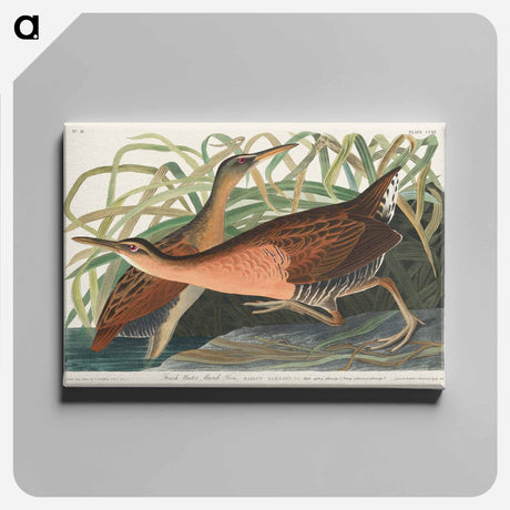 アートパネル-Fresh Water Marsh Hen from Birds of America
 - アメリカの鳥たち Canvas.
