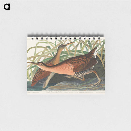 アートメモ帳-Fresh Water Marsh Hen from Birds of America
 - アメリカの鳥たち Memo.