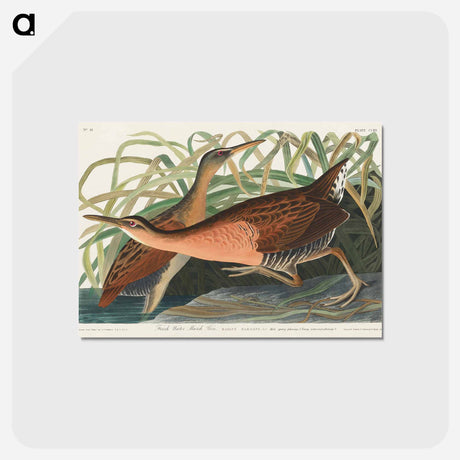 アートポストカード-Fresh Water Marsh Hen from Birds of America
 - アメリカの鳥たち Postcard.