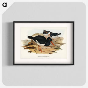 アートポスター-White-breasted Oyster-Catcher
 - オーストラリアの鳥 Poster.