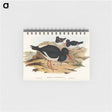 アートメモ帳-White-breasted Oyster-Catcher
 - オーストラリアの鳥 Memo.
