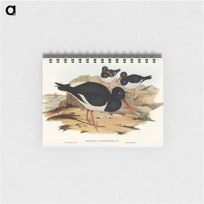 アートメモ帳-White-breasted Oyster-Catcher
 - オーストラリアの鳥 Memo.