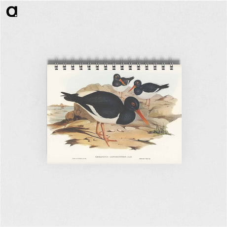 アートメモ帳-White-breasted Oyster-Catcher
 - オーストラリアの鳥 Memo.