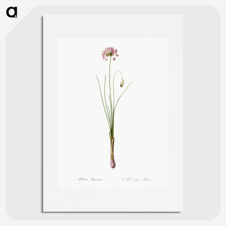 3-50_The-Lilies_picture