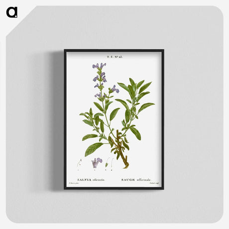 3-50_Treatise-on-Trees-and-Shrubs_blk-crop