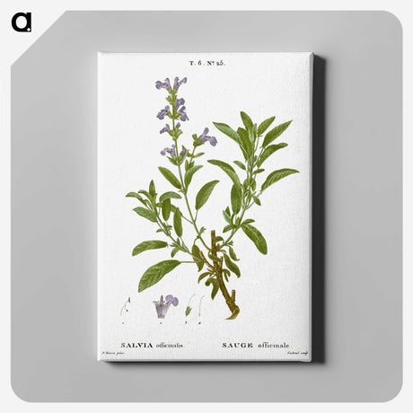 3-50_Treatise-on-Trees-and-Shrubs_canvas