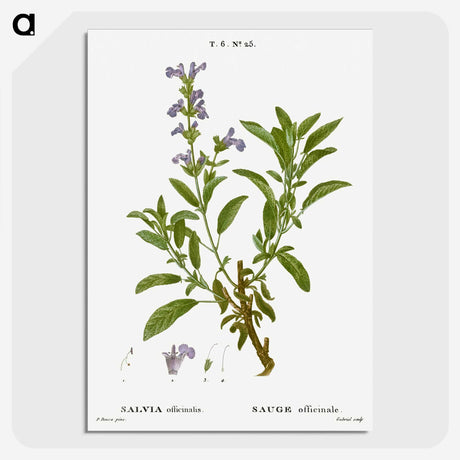 3-50_Treatise-on-Trees-and-Shrubs_picture-crop