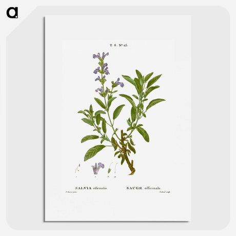 3-50_Treatise-on-Trees-and-Shrubs_picture