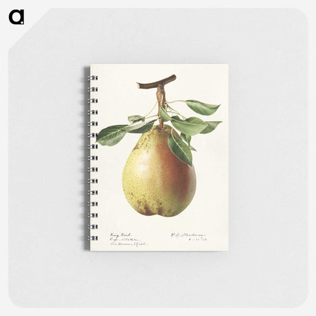 3-50_USDA-Watercolor-Fruit-Painting-Collection_memo