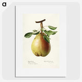 3-50_USDA-Watercolor-Fruit-Painting-Collection_picture