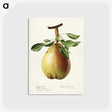 3-50_USDA-Watercolor-Fruit-Painting-Collection_postcard