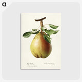 3-50_USDA-Watercolor-Fruit-Painting-Collection_postcard