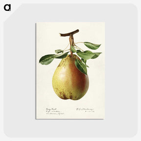 3-50_USDA-Watercolor-Fruit-Painting-Collection_postcard