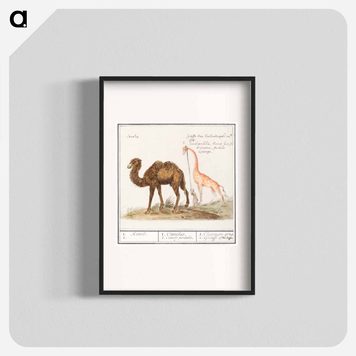 Camel, Camelus ferus bactrianus and Giraffe, Giraffa - アンセルムス ボエティウス デ ブート Poster.