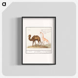 Camel, Camelus ferus bactrianus and Giraffe, Giraffa - アンセルムス ボエティウス デ ブート Poster.