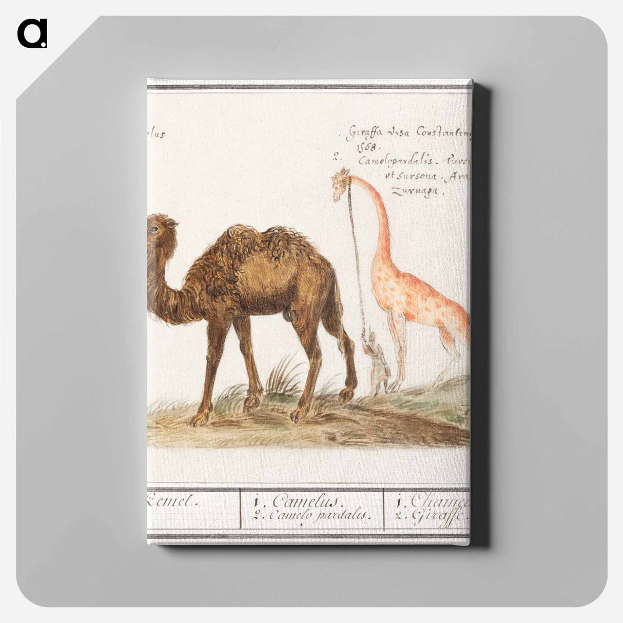 Camel, Camelus ferus bactrianus and Giraffe, Giraffa - アンセルムス ボエティウス デ ブート Canvas.