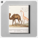 Camel, Camelus ferus bactrianus and Giraffe, Giraffa - アンセルムス ボエティウス デ ブート Canvas.