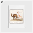 アートポストカード-Camel, Camelus ferus bactrianus and Giraffe, Giraffa - アンセルムス ボエティウス デ ブート Postcard.