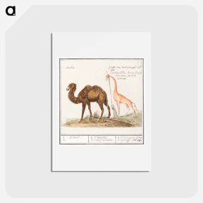 アートポストカード-Camel, Camelus ferus bactrianus and Giraffe, Giraffa - アンセルムス ボエティウス デ ブート Postcard.