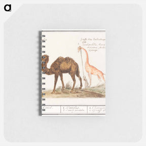 アートメモ帳-Camel, Camelus ferus bactrianus and Giraffe, Giraffa - アンセルムス ボエティウス デ ブート Memo.