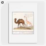 Camel, Camelus ferus bactrianus and Giraffe, Giraffa - アンセルムス ボエティウス デ ブート Poster.