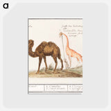 アートポストカード-Camel, Camelus ferus bactrianus and Giraffe, Giraffa - アンセルムス ボエティウス デ ブート Postcard.