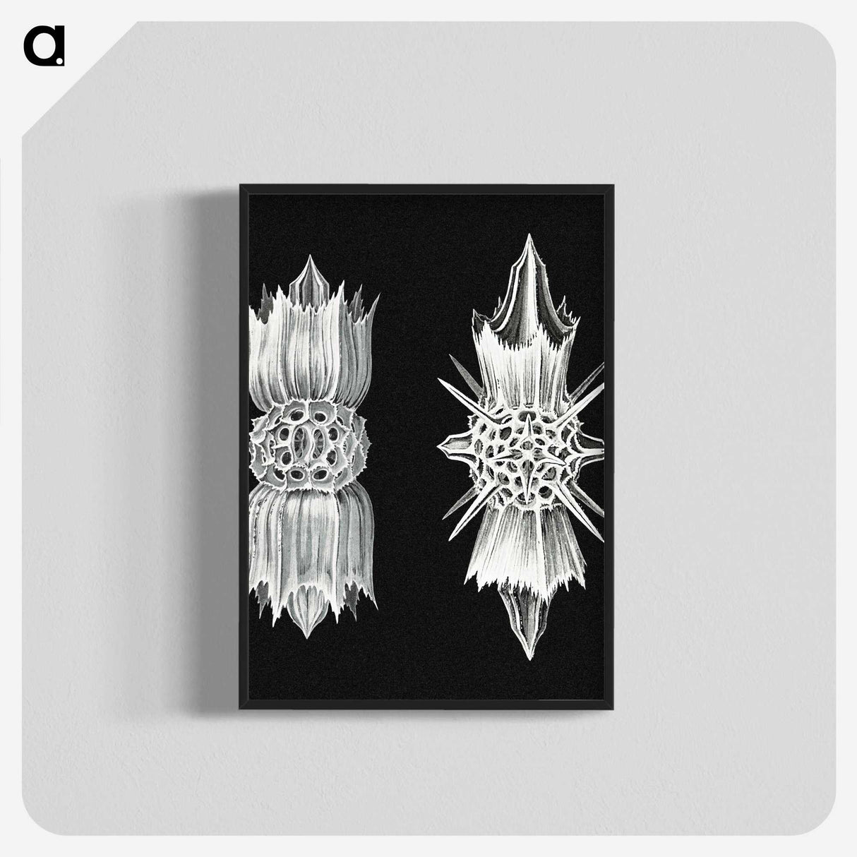 3-51_Ernst-Haeckel_blk-crop
