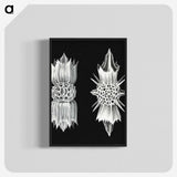 3-51_Ernst-Haeckel_blk-crop