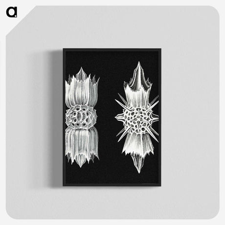 3-51_Ernst-Haeckel_blk-crop