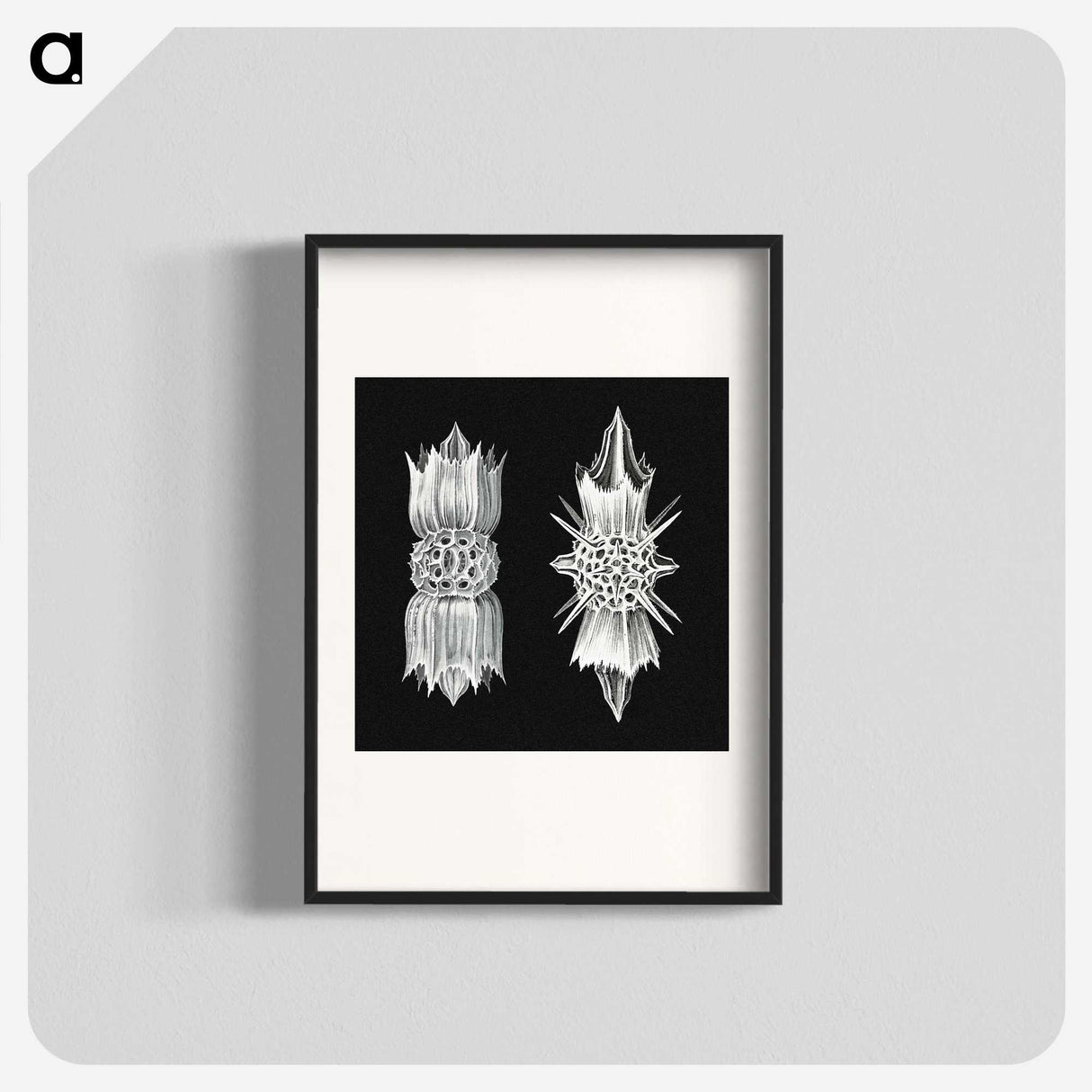 3-51_Ernst-Haeckel_blk