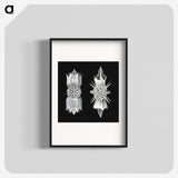 3-51_Ernst-Haeckel_blk
