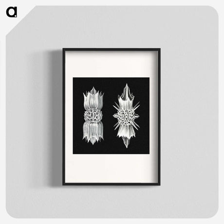 3-51_Ernst-Haeckel_blk